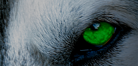 Lobo Auge