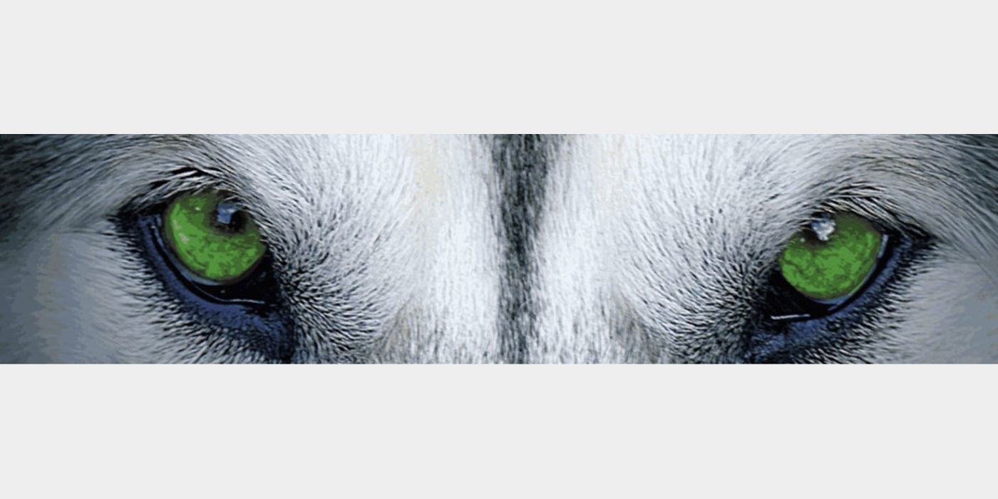 lobo Augen